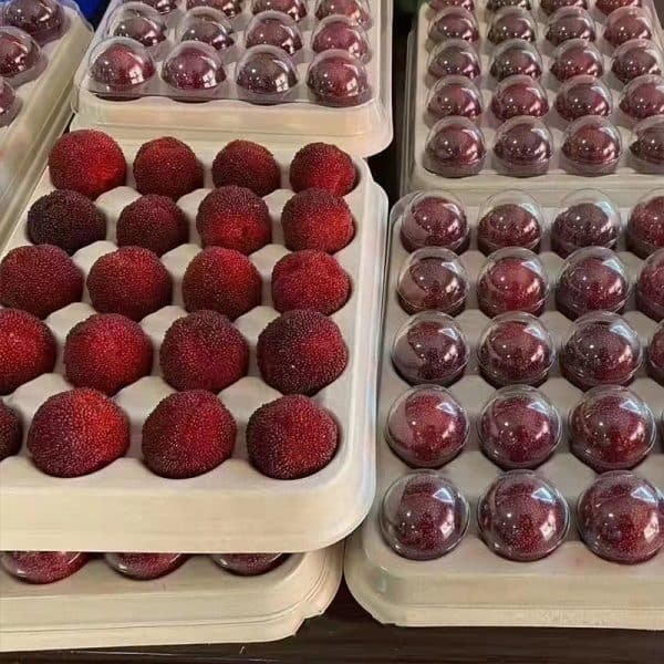 customize bagasse fruit tray bayberry trays